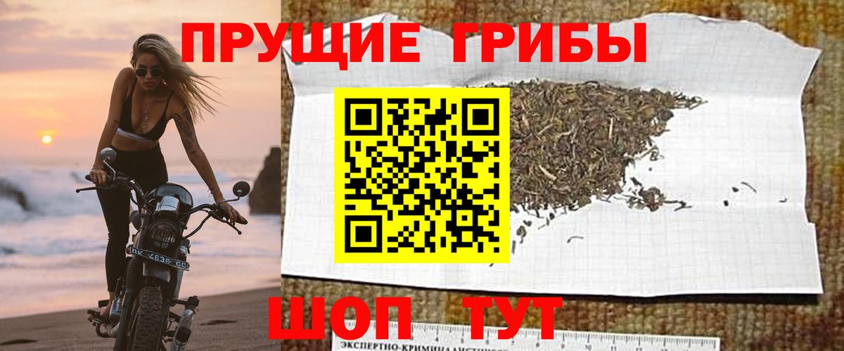 Псилоцибиновые грибы Psilocybe Норильск